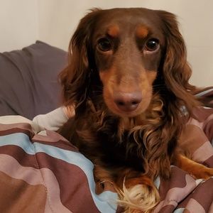 Meet your Posher, Dante